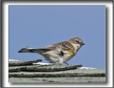 PARULINE  CROUPION JAUNE  / YELLOW-RUMPED WARBLER    _MG_1608a