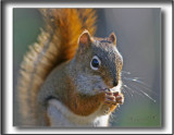 CUREUIL ROUX   /  REDDISH SQUIRREL    IMG_8036