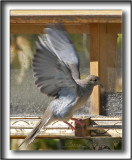 _MG_1604a .jpg  -  TOURTERELLE TRISTE - MOURNING DOVE