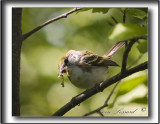 PARULINE  FLANCS MARRON /  CHESTNUT-SIDED WARBLER     -  St-tienne 062c