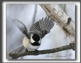 _MG_2203a .jpg  -  MSANGE  TTE NOIR  -  BLACK CAPPED CHICKADEE