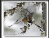 _MG_3617a .jpg  -  MSANGE  TTE BRUNE - BROWN -CAPPED CHICKADEE
