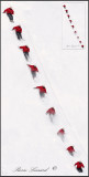 _MG_3193-3205 .jpg   -   GLISSADE SUR NEIGE  /  SLIPERING ON SNOW   -   Click on the original size