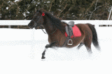  GIF ANIM / ANIMATED GIF  -   CHEVAL  LA COURSE / RUNNING HORSE  -   _MG_4719-anim.gif