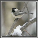 _MG_4477b .jpg -  MSANGE  TTE NOIRE  /  BLACK- CAPPED CHICKADEE