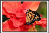 _MG_9756c .jpg  -   MONARQUE -  MONARCH   -  DANAUS PLEXIPPUS