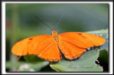 _MG_9766a .jpg -  DRYAS JULIA    -    Amrique du Sud  /   South America