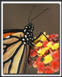 _MG_9442b crop .jpg  -   MONARQUE -  MONARCH   -  DANAUS PLEXIPPUS