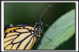 _MG_0027a jpg  -   MONARQUE -  MONARCH   -  DANAUS PLEXIPPUS