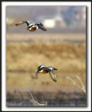 CANARD SOUCHET mle  -  NORTHERN SHOVELER  male    _MG_0549aa