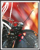 _MG_0075b    -   PAPILIO ULYSSES  /  AUSTRALIE   -  NOUVELLE-GUINE