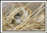BRUANT DES MARAIS  /  SWAMP SPARROW     _MG_0533a