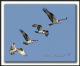 _MG_0203a   -  BALBUZARD PCHEUR  /  OSPREY  /  mosaic