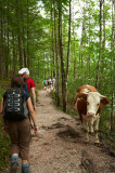Cows grazing in a forest?