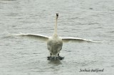 Landing Swan