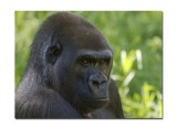 Melbourne Zoo Gorilla 2.jpg