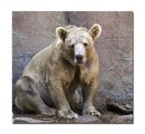 Melbourne Zoo Brown Bear 1.jpg