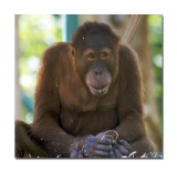 Melbourne Zoo Orangutan 3 1.jpg
