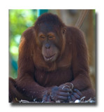 Captive Orangutan.jpg