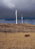 Waubra wind farm 5.jpg
