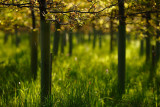 20090523 - New Woods