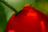 20090615 - Another Poppy