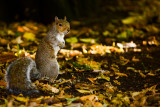 Sammy Squirrel