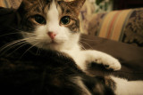 20080323 - Oscar