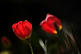 20080422 - Tulips