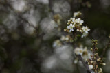 20080426 - Dark Blossom