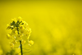 20080501 - More Oilseed Rape