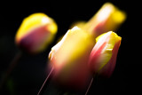 20080501 - Tulips