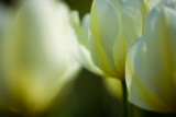 20080501 - Whitish Tulips