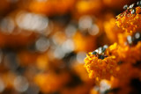 20080502 - Orange