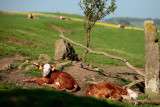 20080508 - TITTC: Two