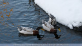 2010 03 09_1157_edited-1.JPG