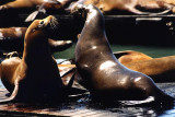 sea lions chat