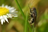 brown fly on grass