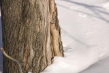 a naked person leaning against a tree