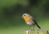 Roodborst -Robin