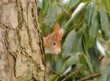 Eekhoorn -squirrel