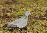 Holenduif-Stock Dove