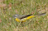 Grote gele kwikstaart.-Grey wagtail