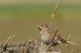 Grauwe gors-Corn  Bunting