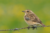 Paapje -Whinchat