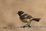 Roodborsttapuit-Common Stonechat