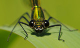 Weidebeekjuffer-Banded Demoiselle