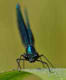 Weidebeekjuffer-Banded Demoiselle