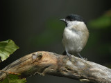 Glanskop-Marsh Tit