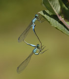 lantaarntjes-Bleu tailed  Damselfly